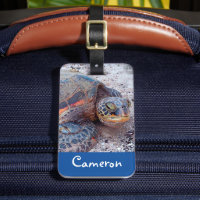 Skript för eget foto på Hawaii Sea Turtle Honu Pho