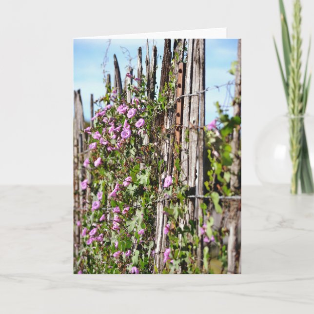 Skriptkort för morgonglasblommor 10:23 kort (Framsida)