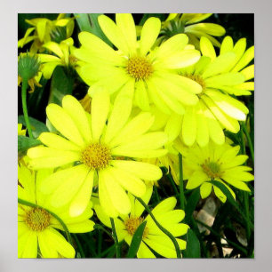 Skriv ut afrikanska Daisy Poster