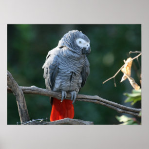 Skriv ut afrikanska Grått Parrot Poster