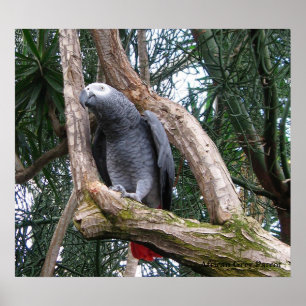 Skriv ut afrikanska Grått Parrot Poster