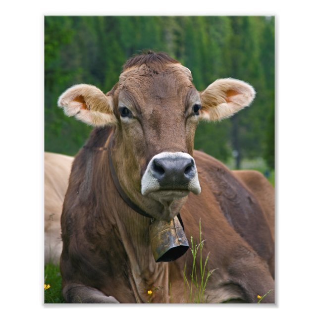 Skriv ut Alpint Cow Fototryck (Framsidan)