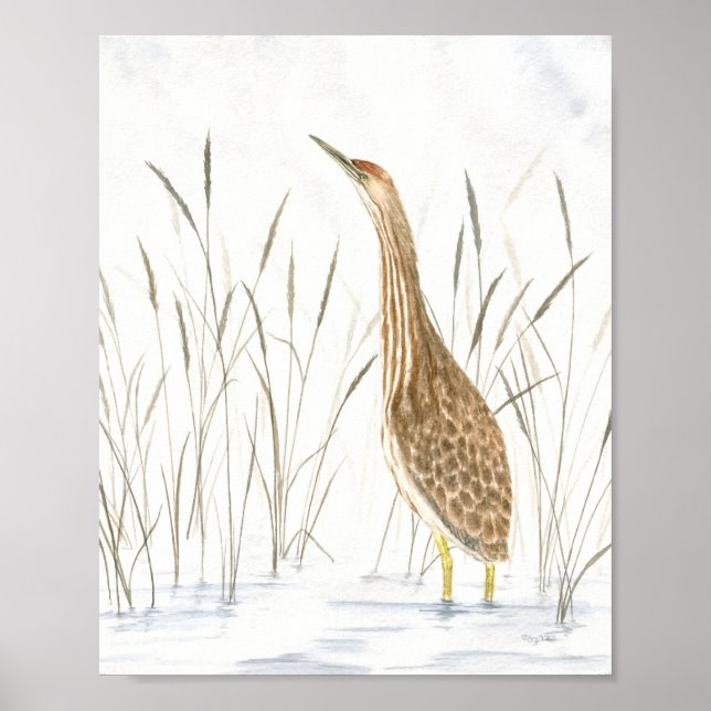 Skriv ut amerikansk Bittern Fine Art Poster (Framsidan)