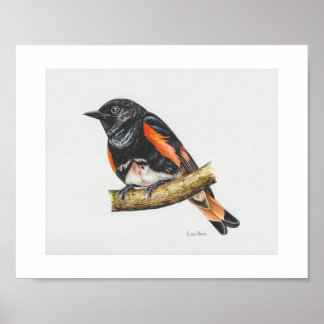 Skriv ut amerikansk Redstart Warbler Art Poster