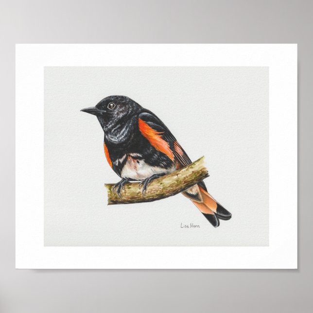 Skriv ut amerikansk Redstart Warbler Art Poster (Framsidan)