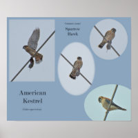 Skriv ut amerikanska Kestrel-objekt (Falco sparver
