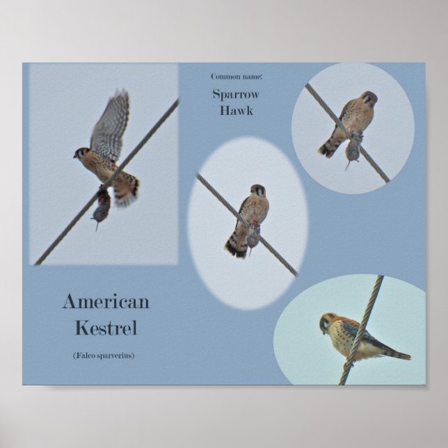 Skriv ut amerikanska Kestrel-objekt (Falco sparver Poster (Framsidan)