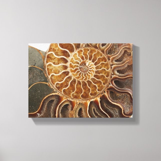 Skriv ut Ammonite Art Canvastryck (Framsida)