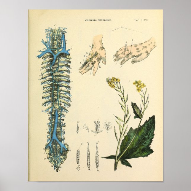 Skriv ut anteckningsspalten Veins Anatomy Art Poster (Framsidan)