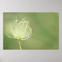 Skriv ut: Apache Plume Poster