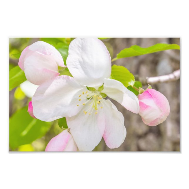 Skriv ut apple Blommar Photography Fototryck (Framsidan)