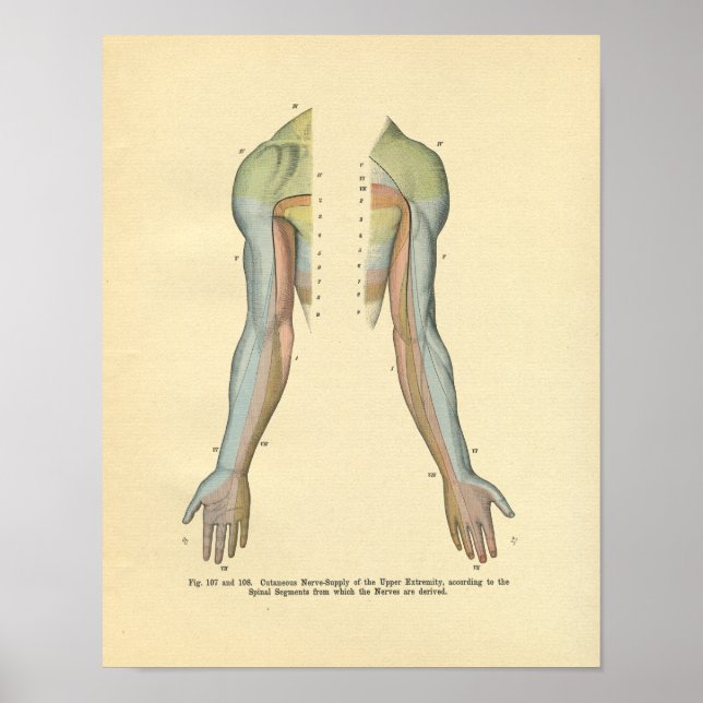 Skriv ut Arm Kutan Nerve Innervation Poster (Framsidan)