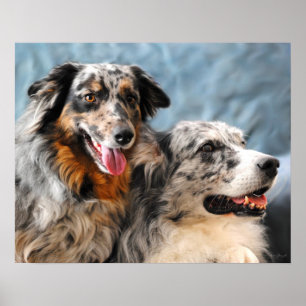 Skriv ut australian shepherd Porträtt Poster