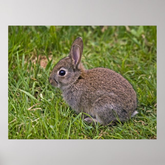 Skriv ut baby Bunny Poster (Framsidan)