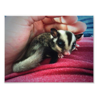 Skriv ut baby Sugar Glider-utskrift Fototryck