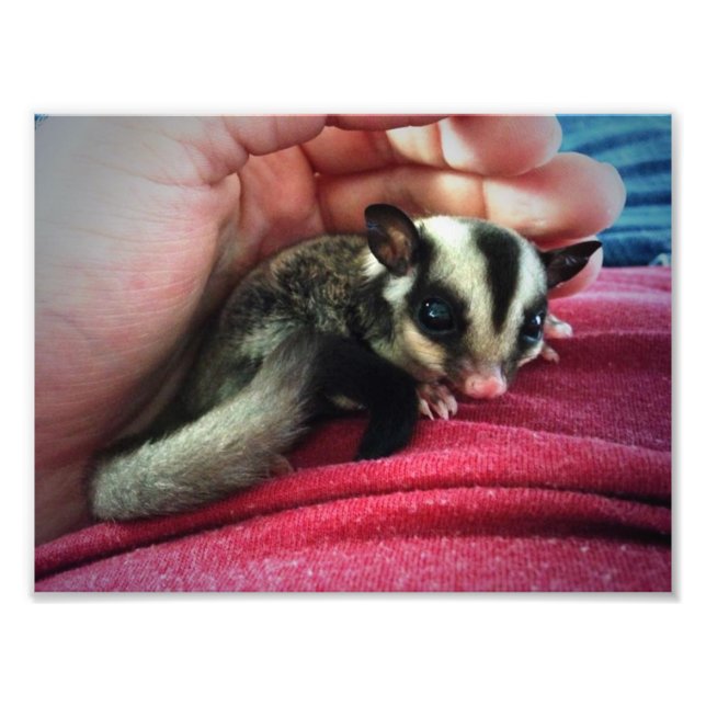 Skriv ut baby Sugar Glider-utskrift Fototryck (Framsidan)