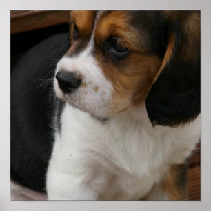 Skriv ut beagle-Valp Poster