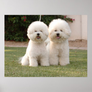 Skriv ut bichon Frise Poster