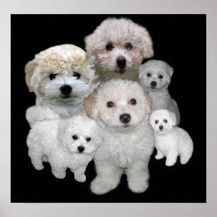 Skriv ut Bichon Frise Puppies Poster