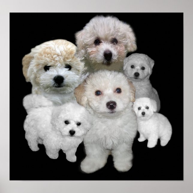 Skriv ut Bichon Frise Puppies Poster (Framsidan)