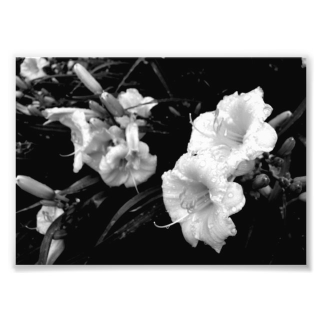 Skriv ut Black and White Lillies Fototryck (Framsidan)