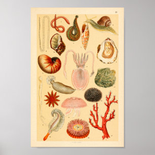 Skriv ut bläckfiskfisk Sea Life Collection Art Pri Poster