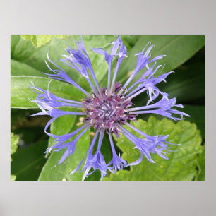 Skriv ut blått hörnblomma poster