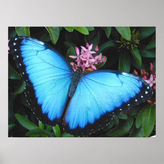 Skriv ut blått morpho Butterfly Poster (Framsidan)