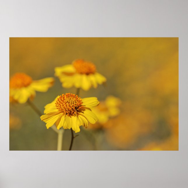 Skriv ut: Brittlebush Flowers Poster (Framsidan)