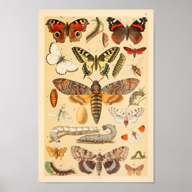 Skriv ut Butterflulies Moths Caterstones Collectio Poster (Framsidan)