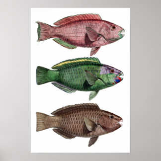 Skriv ut "Chlorurus Troschelii" Poster