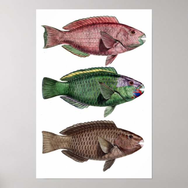 Skriv ut "Chlorurus Troschelii" Poster (Framsidan)