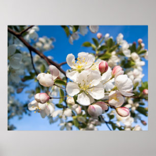 Skriv ut - Crab Apple-Blommar Poster