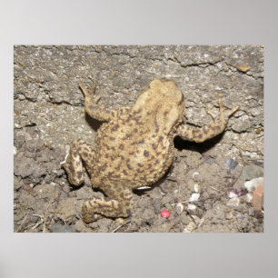 Skriv ut Cute Crawling Tock Poster