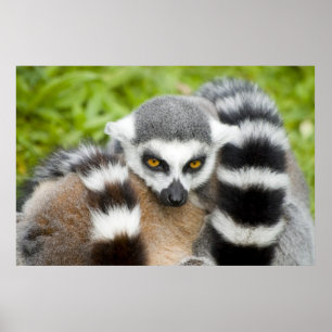 Skriv ut - Cute Lemur Stripey Svan Poster