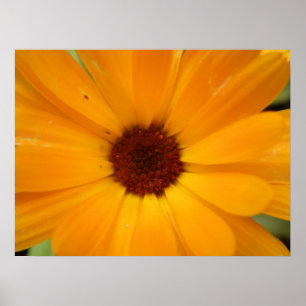 Skriv ut Daisy för att spara orange Poster