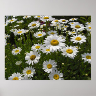 Skriv ut daisy poster
