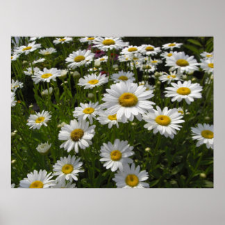 Skriv ut daisy poster