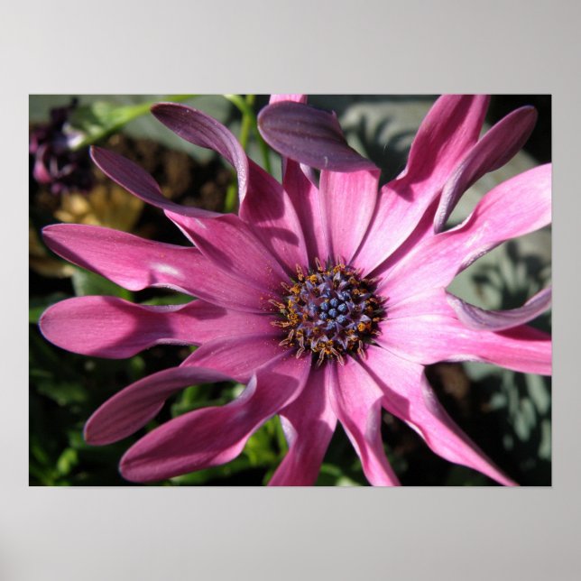 Skriv ut Daisyn lila, regn Poster (Framsidan)