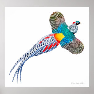 Skriv ut Dam Amherst Pheasant Poster