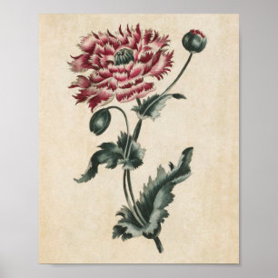 Skriv ut diskettenhet för vintagens botaniska Blom Poster