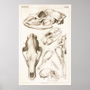 Skriv ut Djävulen med skuldegenskaper för björn oc Poster