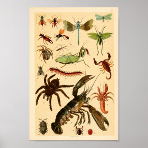 Skriv ut Dragonfly Scorpion Spider Collection Art Poster