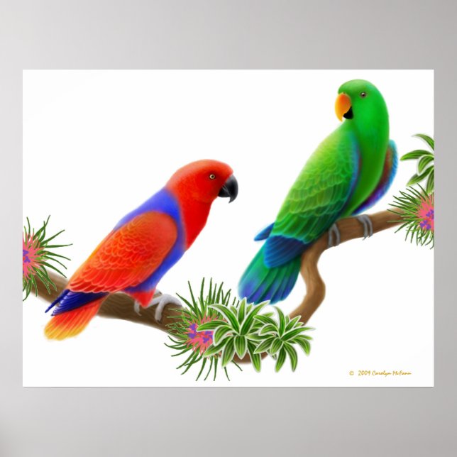 Skriv ut Eclectus Parrots & Bromeliads Poster (Framsidan)