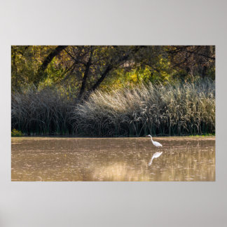 Skriv ut: Egret Hunting in Pond 2 Poster
