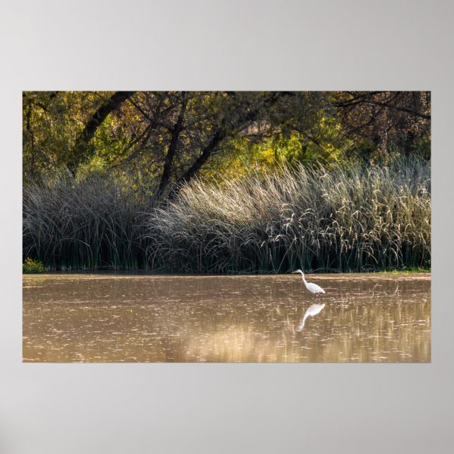 Skriv ut: Egret Hunting in Pond 2 Poster (Framsidan)