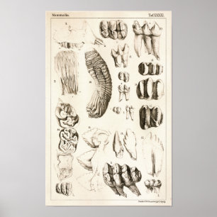 Skriv ut Elephant Teeth Veterinary Dental Anatomy Poster