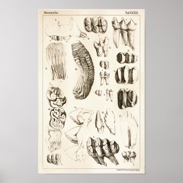 Skriv ut Elephant Teeth Veterinary Dental Anatomy Poster (Framsidan)