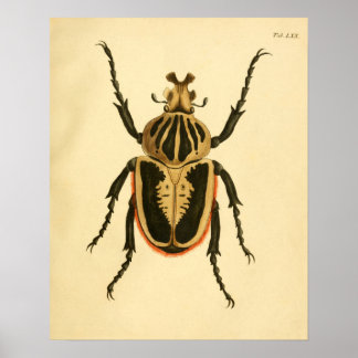 Skriv ut "Entomologie II" Poster