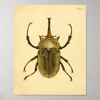Skriv ut "Entomologie IV" Poster